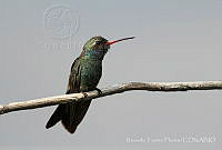 RTF0018 Cynanthus latirostris.jpg