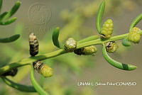 JF078 0064 Batis maritima.jpg