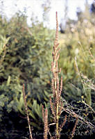090 Amaranthus hybridus.jpg