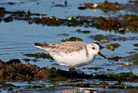 VOAP0022 Calidris alba.jpg