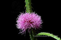 Huitz 0088 Mimosa diplotricha var. diplotricha.jpg