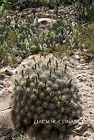 3R 00812 Echinocereus stramineus.tif