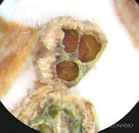 SL3432 Clethra hartwegii.jpg