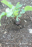 ZG012 0046 Beta vulgaris.jpg