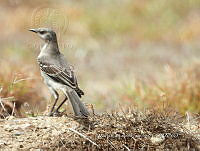 MCS IM0115 Mimus polyglottos ssp. Leucopterus.jpg