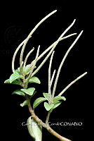 Zongo 0337 Peperomia glabella.jpg