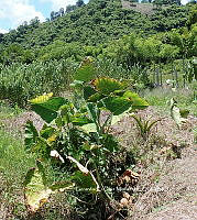 RG055 0168 Xanthosoma robustum.JPG