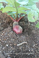 ZG012 0044 Beta vulgaris.jpg