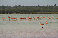 FBA0936 Phoenicopterus ruber.jpg