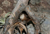 MGaves 1569 Catherpes mexicanus.jpg