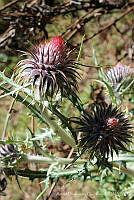 ADG0124 Cirsium sp..JPG