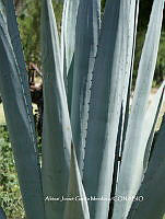 AJGM0001 Agave americana var. oaxacensis.JPG