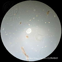 MVG 0676 Trigonuropoda sp..JPG