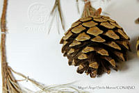 MASM06796 Pinus oocarpa.jpg