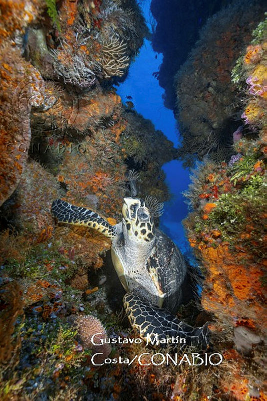 MN6FS%200016%20Eretmochelys%20imbricata.jpg.4yeM1Yb MVGleYljQA3g0JtbmFja29CbnFuZ3NAbXJ6LGtwZwA.N AoJZ1iTV