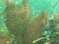 RRR0060 Chondrachantus papillosus.JPG