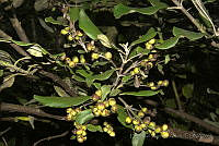 EMA020 Garrya laurifolia ssp. macrophylla.jpg
