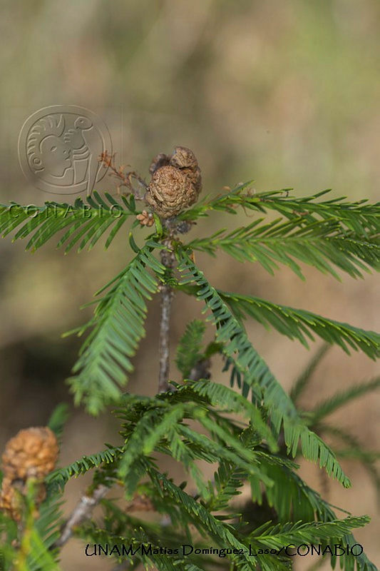 PJ016%200427%20Taxodium%20mucronatum.JPG.nyeX7P7zMXULrRVjQA3g0JtbmFja29CbnFuZ3NAbXJ6LGtwZwA.NtTpEMhB0d