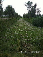 SG002 0280 Eichhornia crassipes .jpg