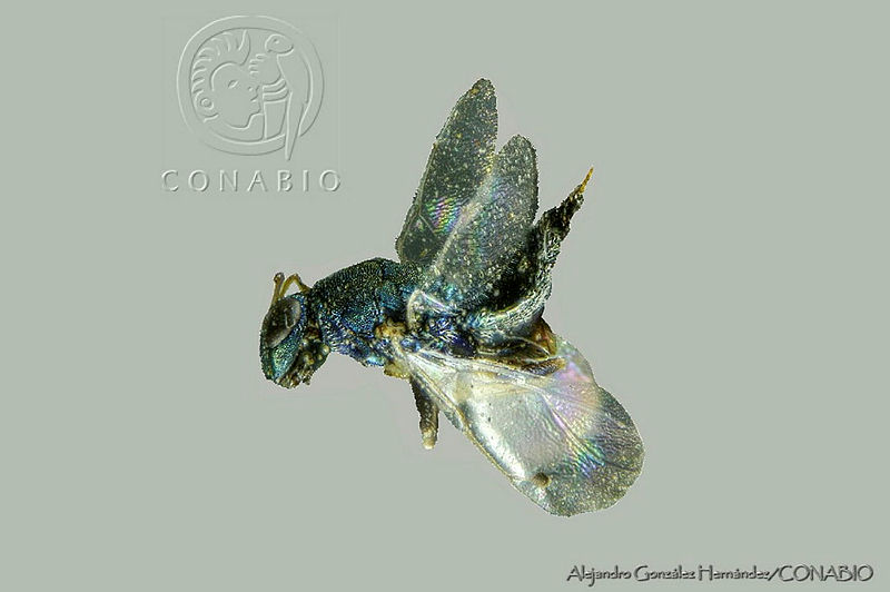 AGHB008 1%20Acaenacis%20taciti.jpg.rSe iZL MSlbKSVhQA3g0JtbmFja29CbnFuZ3NAbXJ6LGtwZwA.BaUY4W0DqY