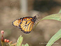 CGL2642 Danaus gilippus ssp. thersippus.jpg