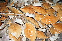 DK1042 Callinectes sp..jpg