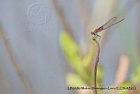 PJ016 0625 Hetaerina americana.JPG