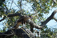 LEMH025 Caracara Cheriway.JPG