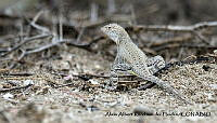 AAKVDH 0368 Callisaurus draconoides.JPG