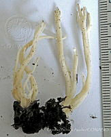 CBA0248 Clavulina sp..JPG