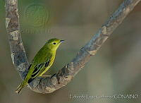ELC0083 Setophaga petechia.jpg