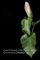 Zoqui 0352 Philodendron hederaceum.jpg