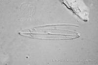 KT018 0178 Navicula Schroeterii.jpg