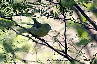 AAKVDH 0022 Leiothlypis celata.JPG