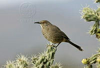 CNS0975 Toxostoma curvirostre.jpg