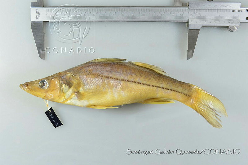 SGQ0705%20Centropomus%20viridis.jpg.rSev07j8MZ0LJfdhQA3g0JtbmFja29CbnFuZ3NAbXJ6LGtwZwA.3at 4GYRTE