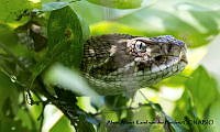 AAKVDH 0485 Crotalus basiliscus.JPG