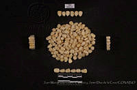 JMHCyJDDLC0993 Zea mays ssp. mays.JPG