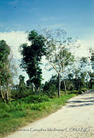 FGM1922 Brosimum alicastrum.JPG