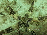 NE018 0928 Astropecten.jpg