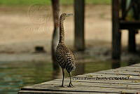 HJ6- 0597- Tigrisoma mexicanum.jpg