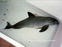 NBA0035 Phocoena sinus.jpg
