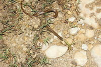 JCC0420 Coniophanes imperialis.JPG