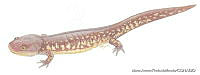 MAPM0836 Ambystoma flavipiperatum.jpg