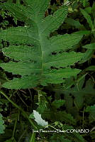 ZG014 0266 Cirsium subcoriaseum.jpg