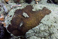 SMM008 Dichocoenia stokesii.jpg