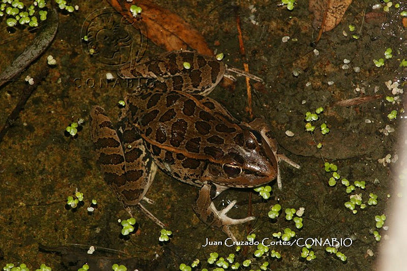 JCC0343%20Lithobates%20neovolcanicus.JPG.jyf24Oj1MQ0luyFjQA3g0JtbmFja29CbnFuZ3NAbXJ6LGtwZwA.JmLFMXnYue