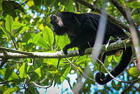 FBA0552 Alouatta pigra.jpg