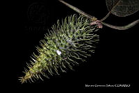 Tlatlau 0043 Matelea lanceolata (Decne.) Woodson.jpg