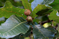 MDLLPG0130 Quercus magnoliifolia.jpg